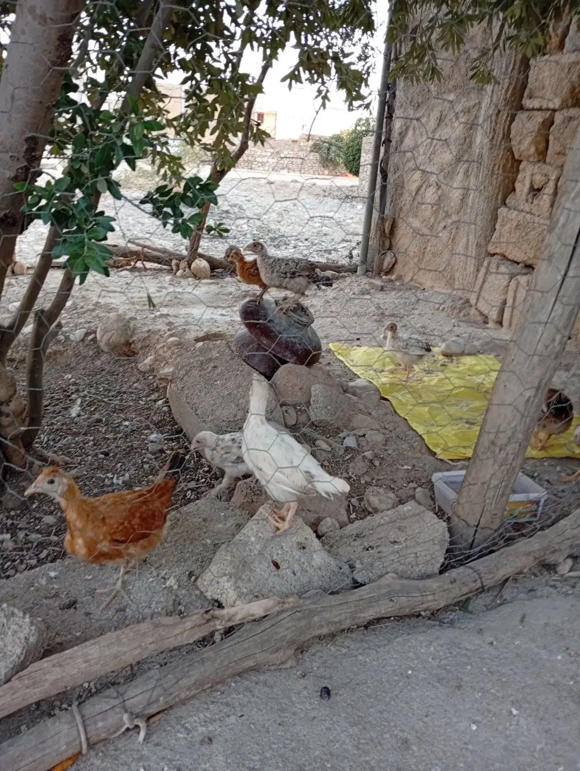 فروش جوجه محلی|حیوانات مزرعه|چرام, |دیوار