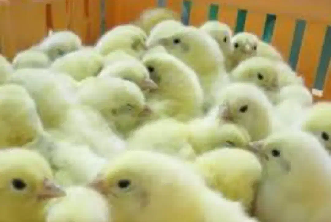 جوجه یک روز|حیوانات مزرعه|کرج, فاز ۴ مهرشهر|دیوار