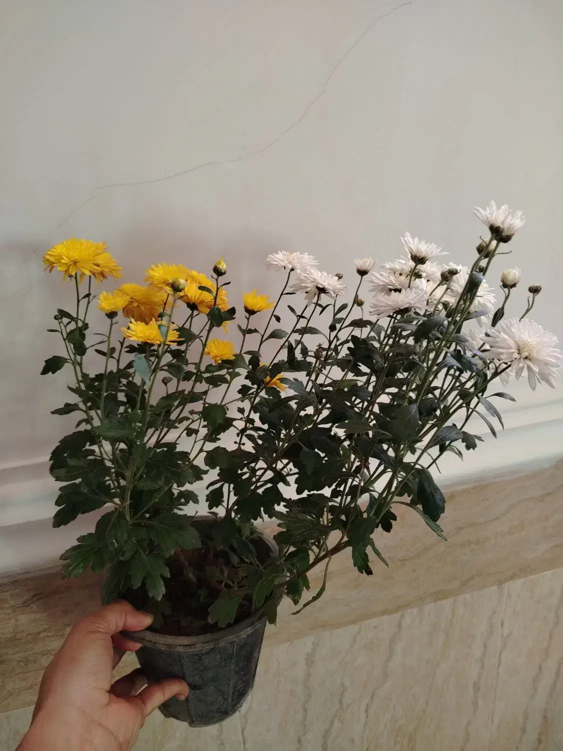 فروش گلهای آپارتمانی|گل و گیاه طبیعی|ایرانشهر, |دیوار