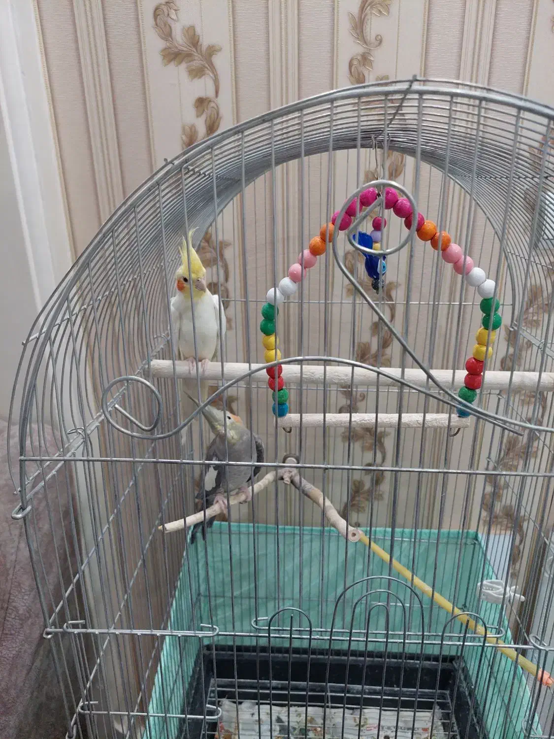 عروس هلندی|پرنده|تهران, والفجر (افسریه)|دیوار