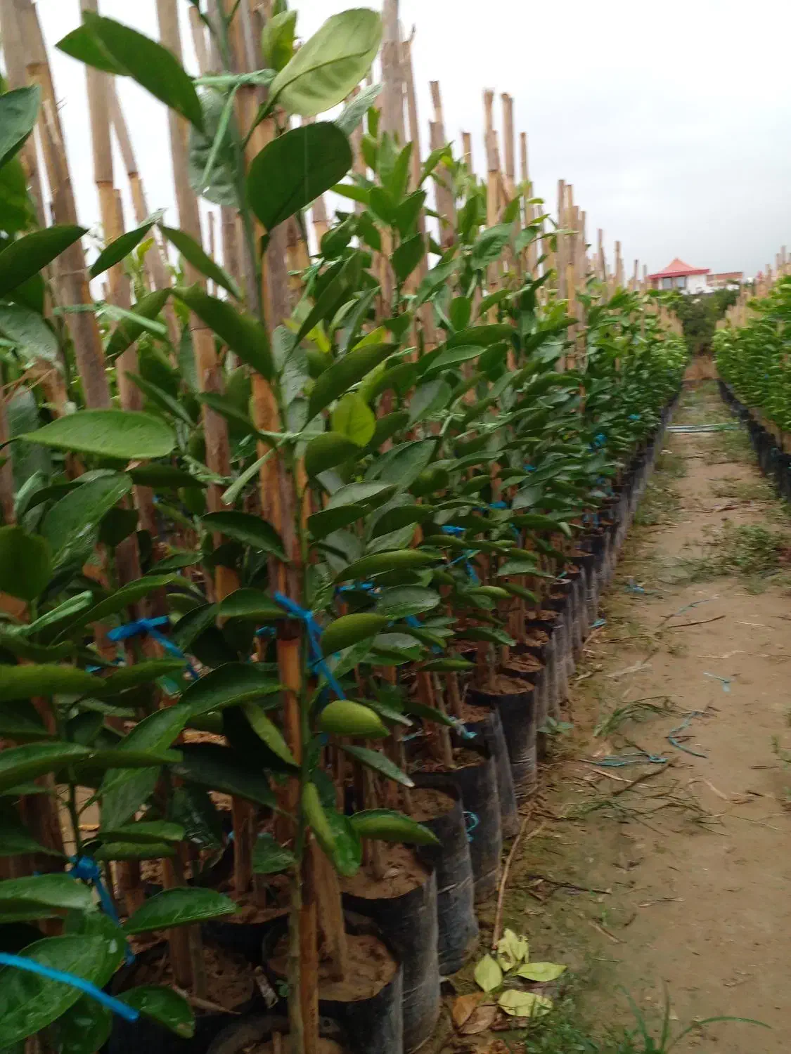 نهال پرتغال کارکارا|خدمات باغبانی و درختکاری|ساری, |دیوار