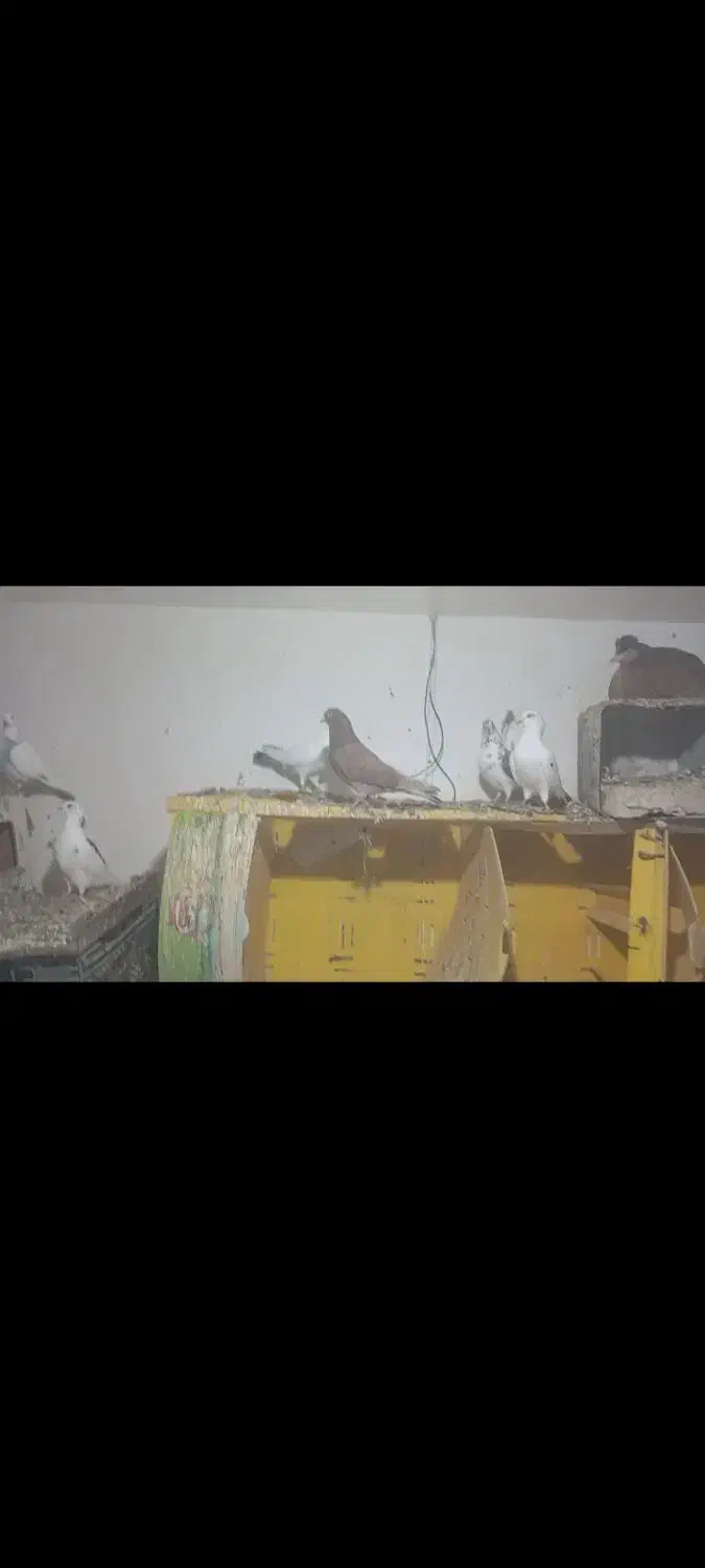 کبوتر پرشی|پرنده|زاویه, |دیوار