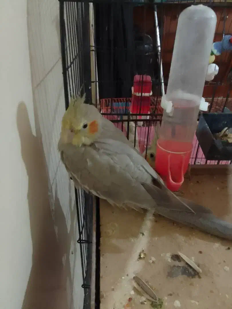 عروس پاریس|پرنده|سوسنگرد, |دیوار