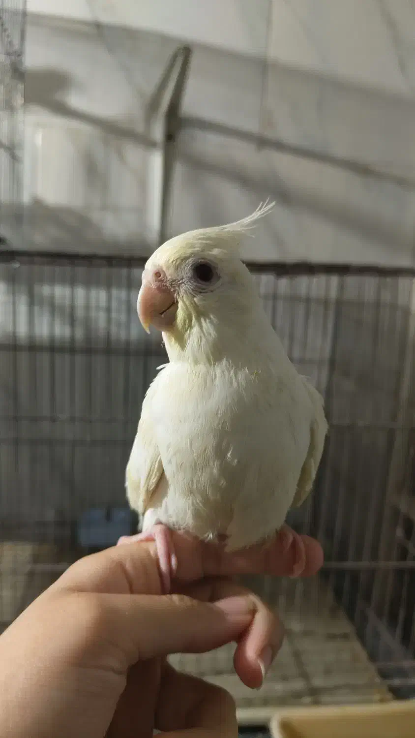 عروس هلندی و طوطی برزیلی|پرنده|بابل, |دیوار