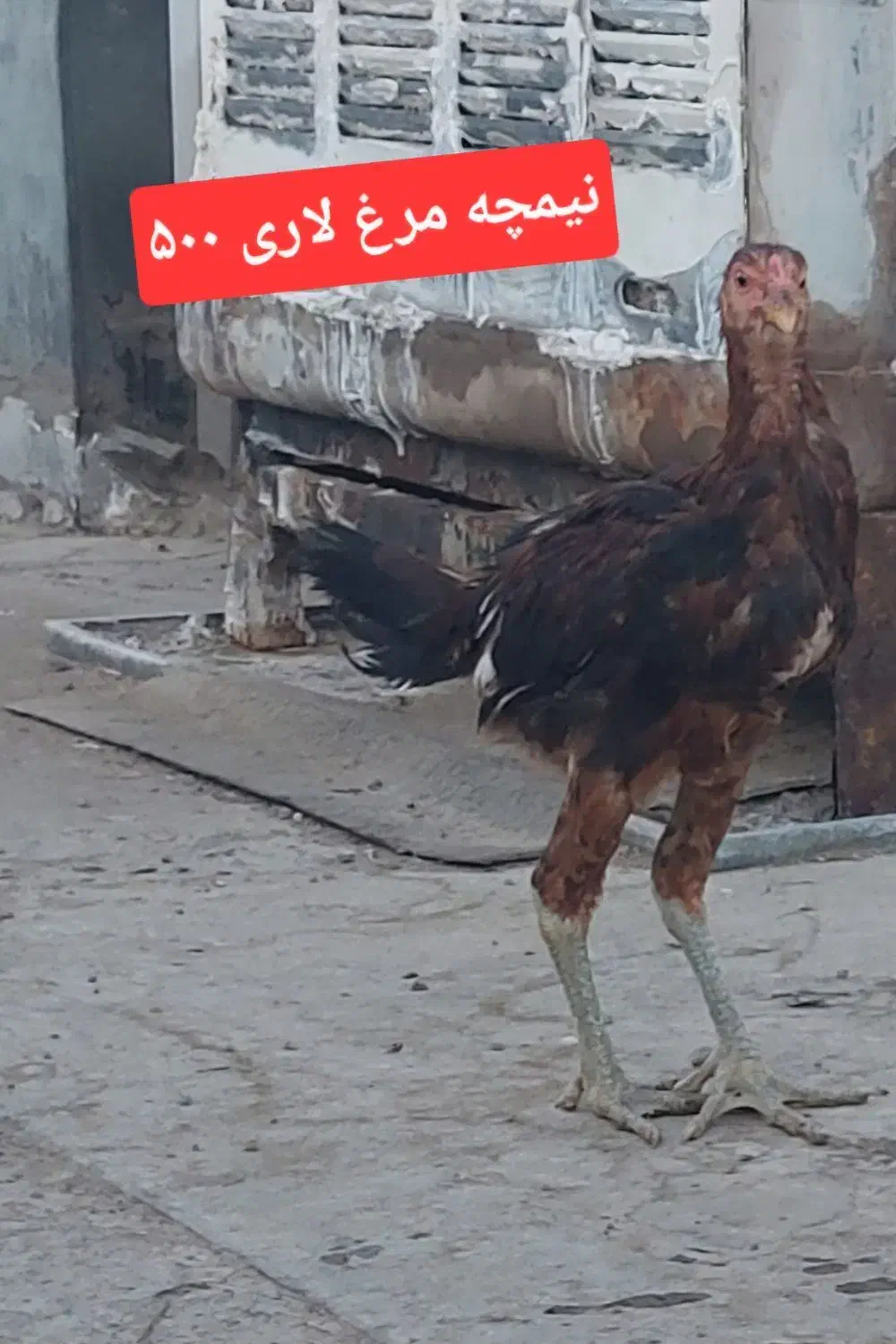 جوجه و مرغ|حیوانات مزرعه|ساوه, |دیوار