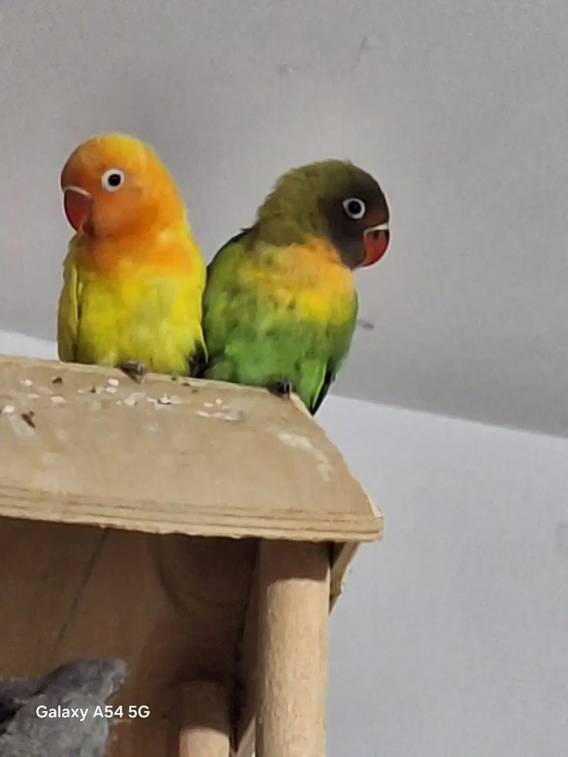 طوطی برزیلی دو ماهه تازه دون خور|پرنده|فردیس, شهرک شهید حسینی|دیوار