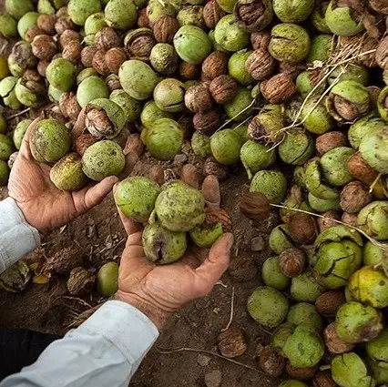 گردو|خوردنی و آشامیدنی|کرمان, |دیوار