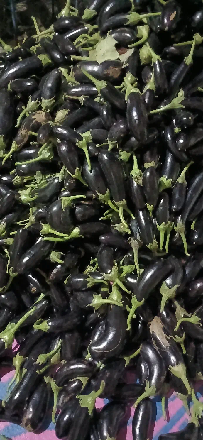 بادمجون تازه چین|خوردنی و آشامیدنی|ساری, |دیوار