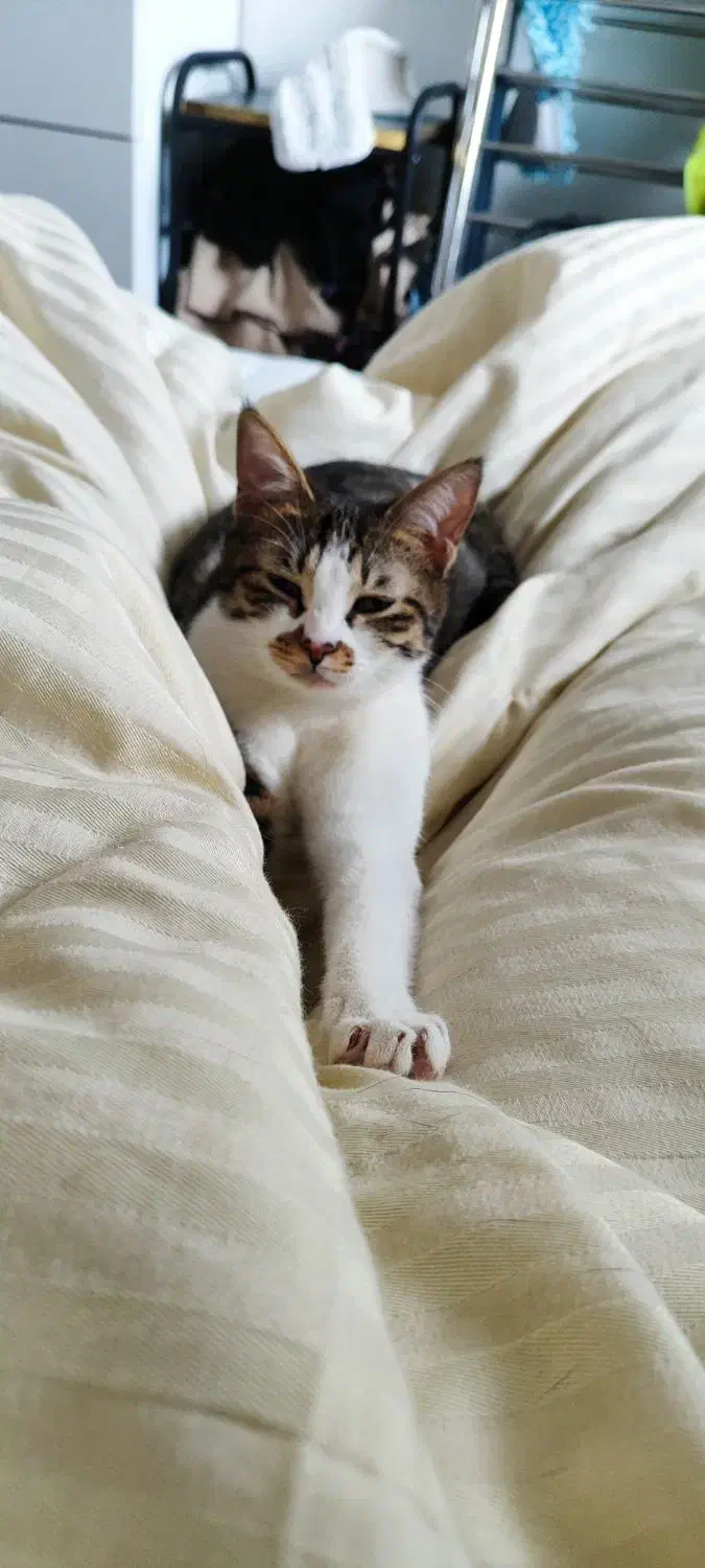 واگذاری رایگان گربه|گربه|بندر انزلی, ساحل قو|دیوار