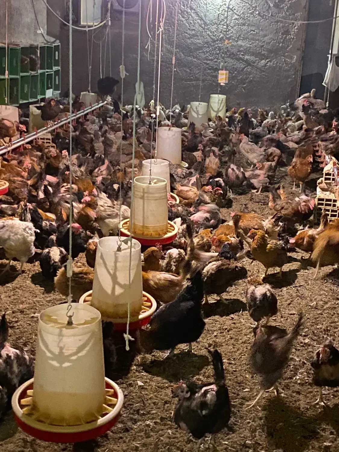 فروش مرغ محلی بومی|حیوانات مزرعه|یزد, |دیوار