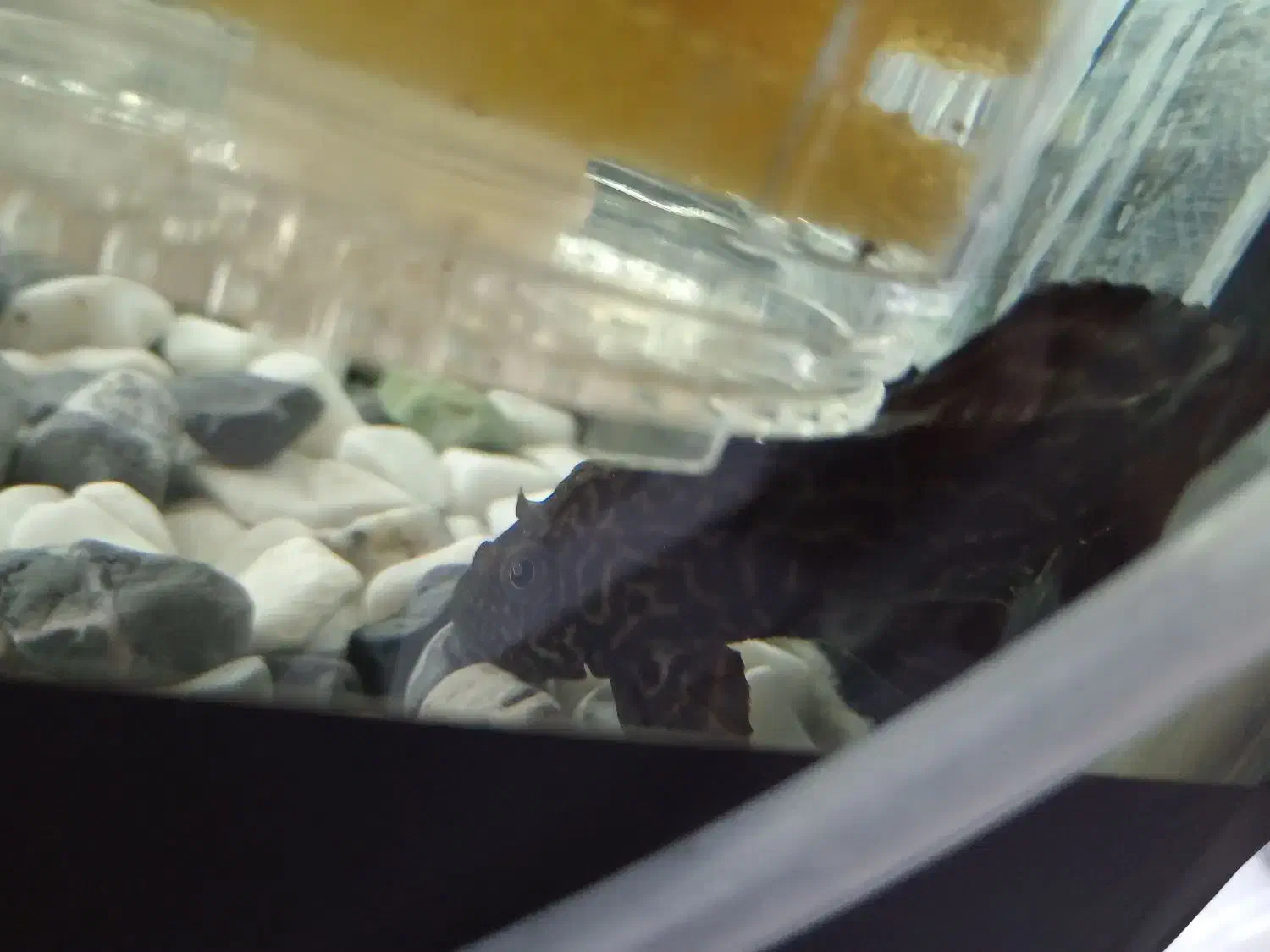 لجن خوار|ماهی|یزد, |دیوار