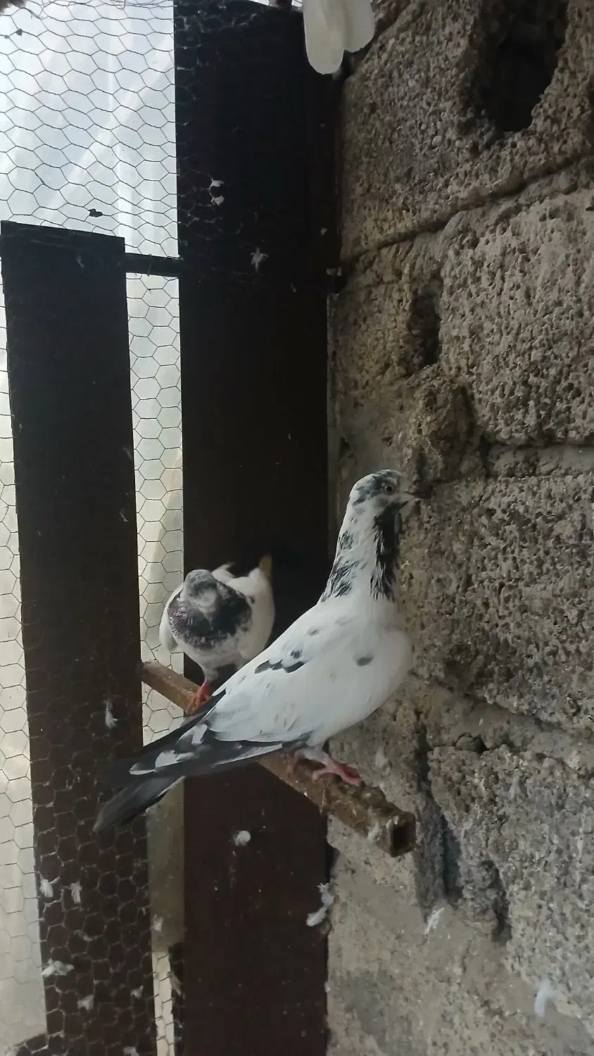 کبوتر نر و ماده|پرنده|لاهیجان, آهندان|دیوار