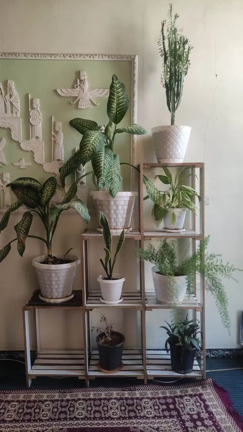 حراج تعدادی گل|گل و گیاه طبیعی|شیراز, احمدی جنوبی|دیوار