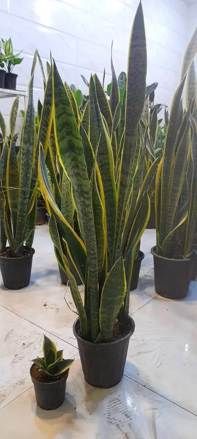 سانسوریا پا بلند شمشیری ابلق پُرغلاف سطل 4|گل و گیاه طبیعی|قم, نیروگاه|دیوار