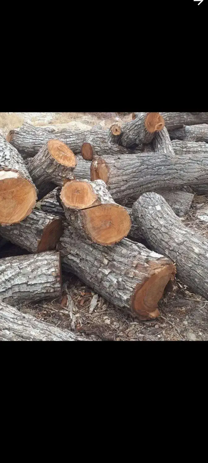 خریدو بریدن  همه نوع چوب باغات ویلا حیاط|خدمات باغبانی و درختکاری|مرند, |دیوار