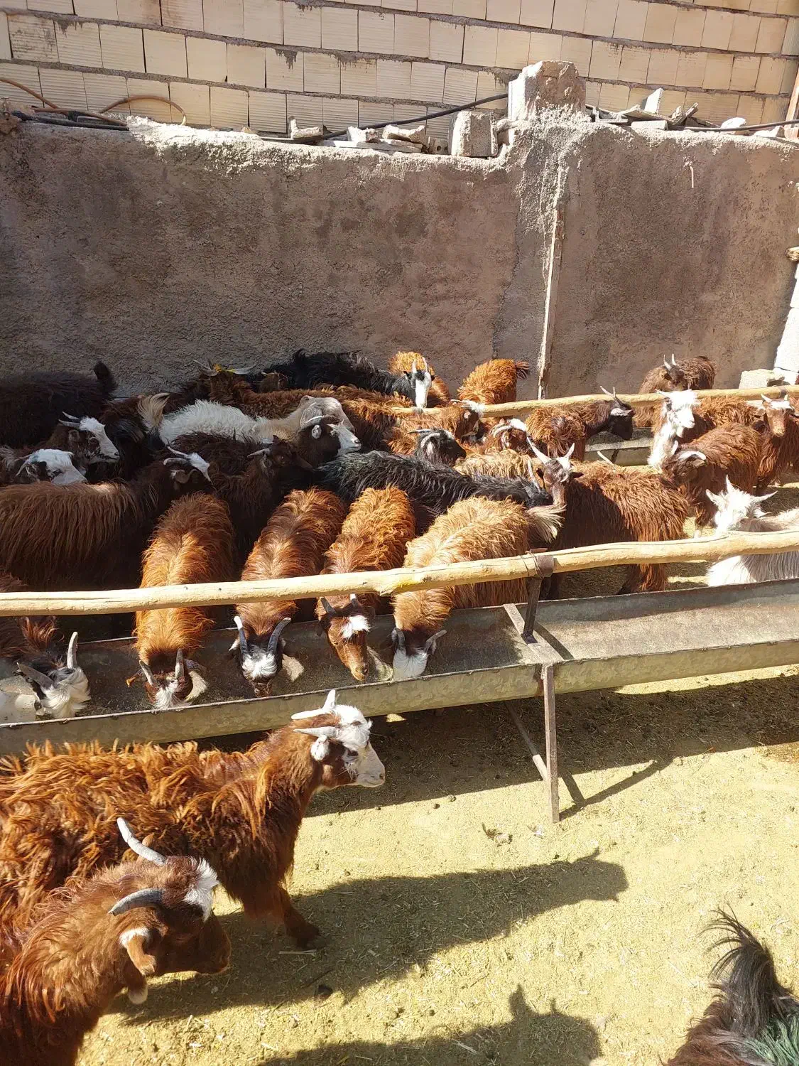 کهره خوشکل|حیوانات مزرعه|مرودشت, نقش رستم|دیوار