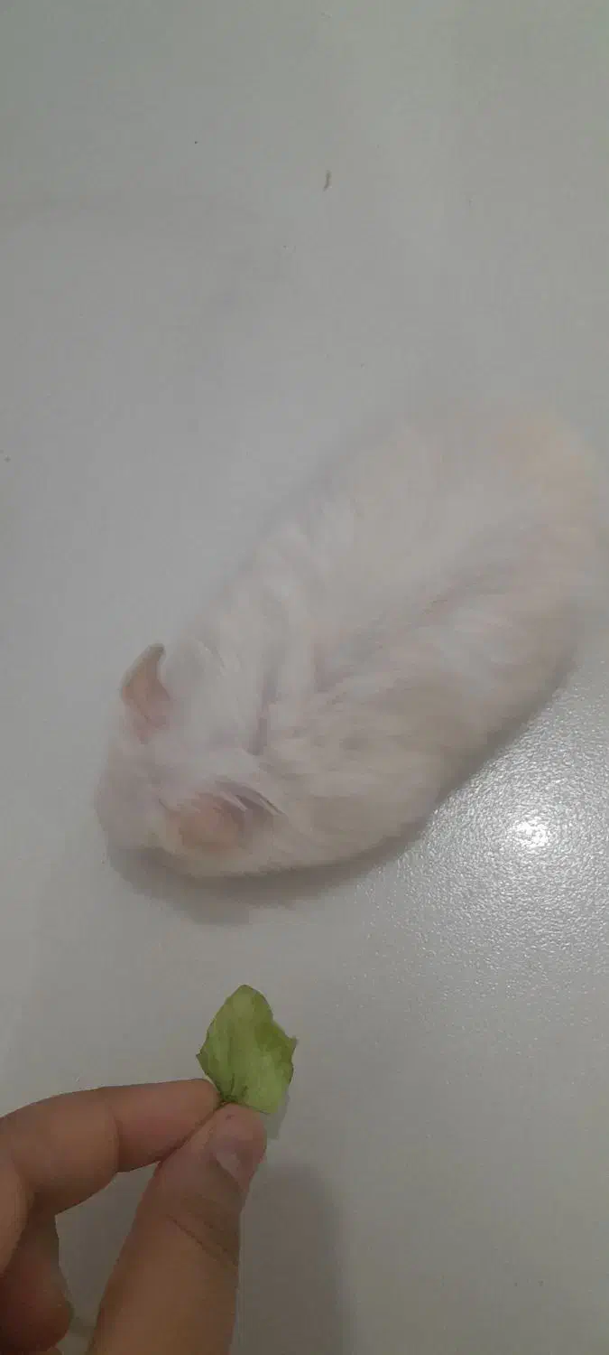 همستر بالغ|موش و خرگوش|صدرا-فارس, فاز ۱|دیوار