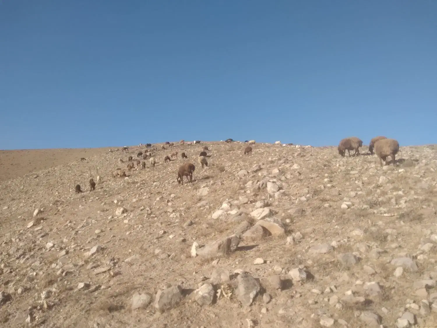 بره نر|حیوانات مزرعه|سرولایت, |دیوار