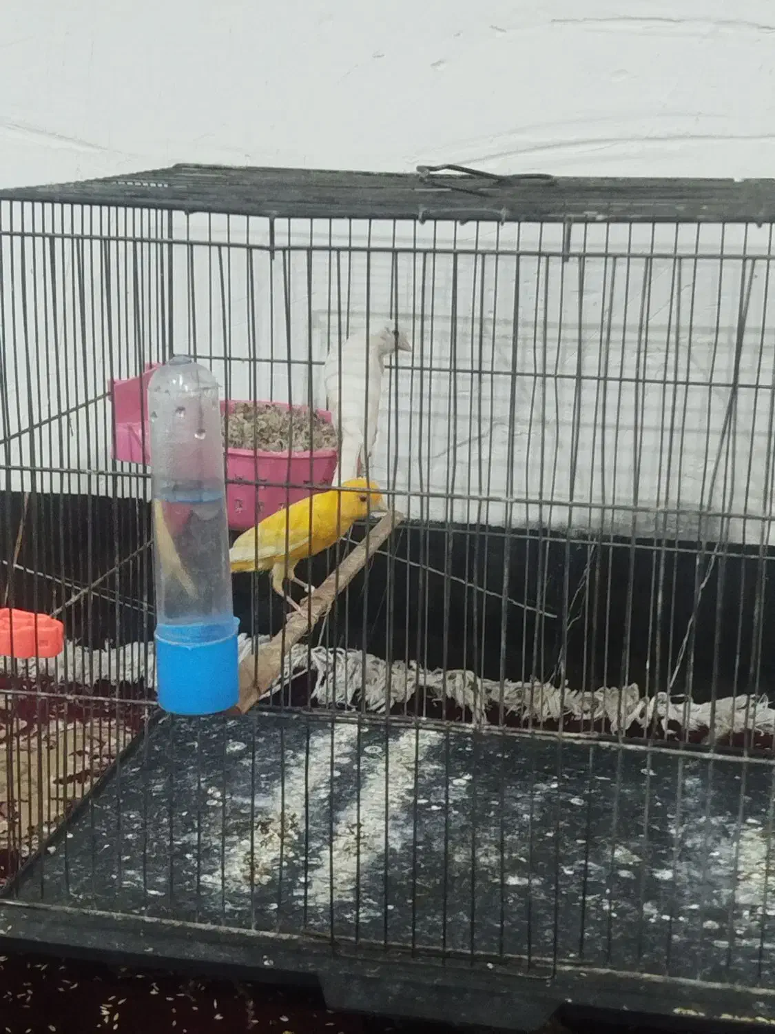 یک جفت قناری|پرنده|نورآباد, |دیوار