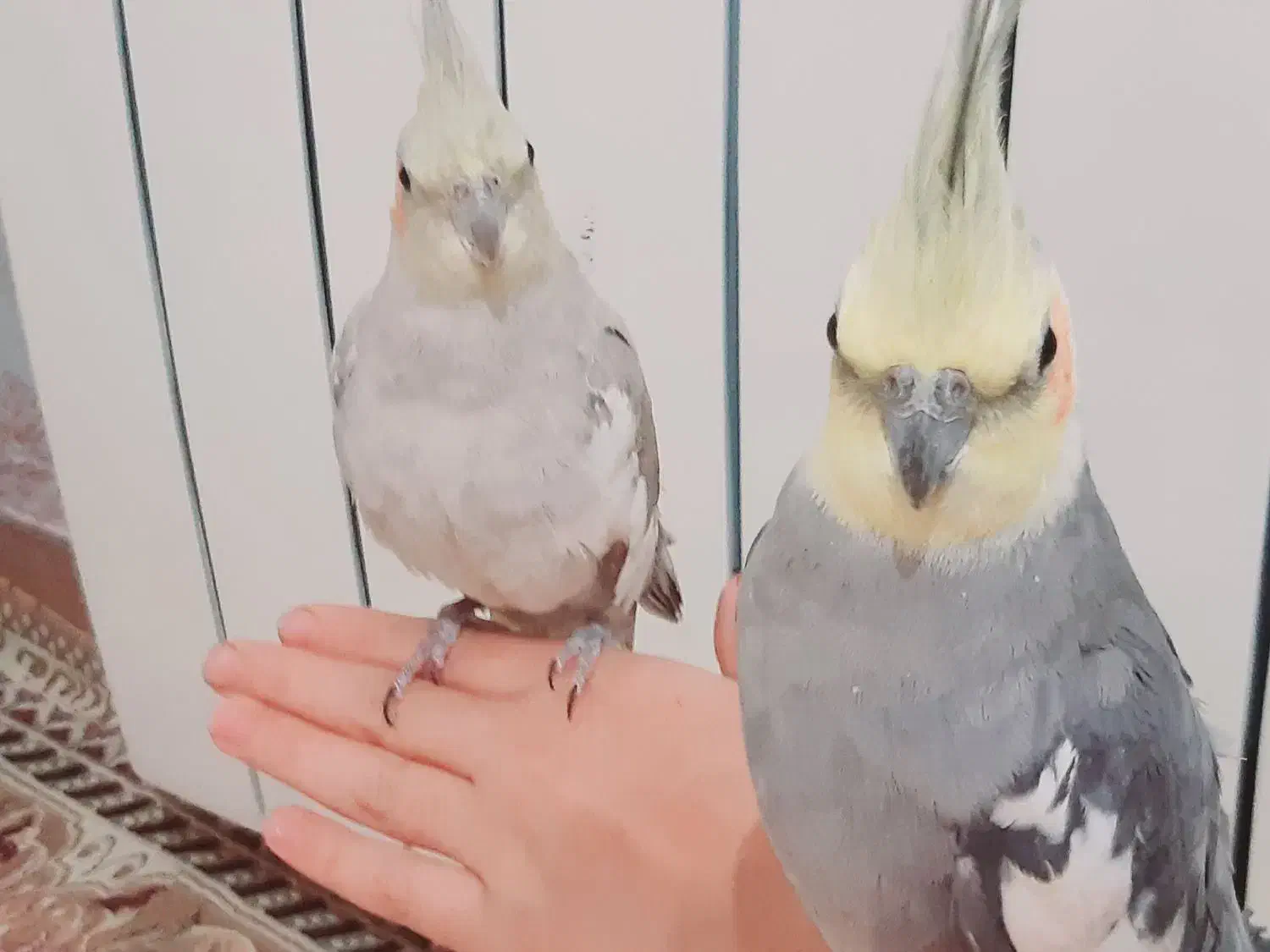 یک جفت طوطی عروس مولد|پرنده|قزوین, |دیوار