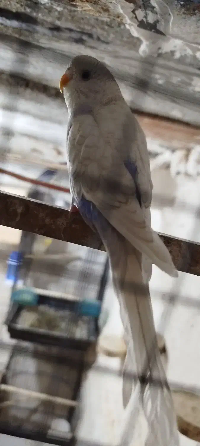 مرغ عشق|پرنده|زابل, |دیوار