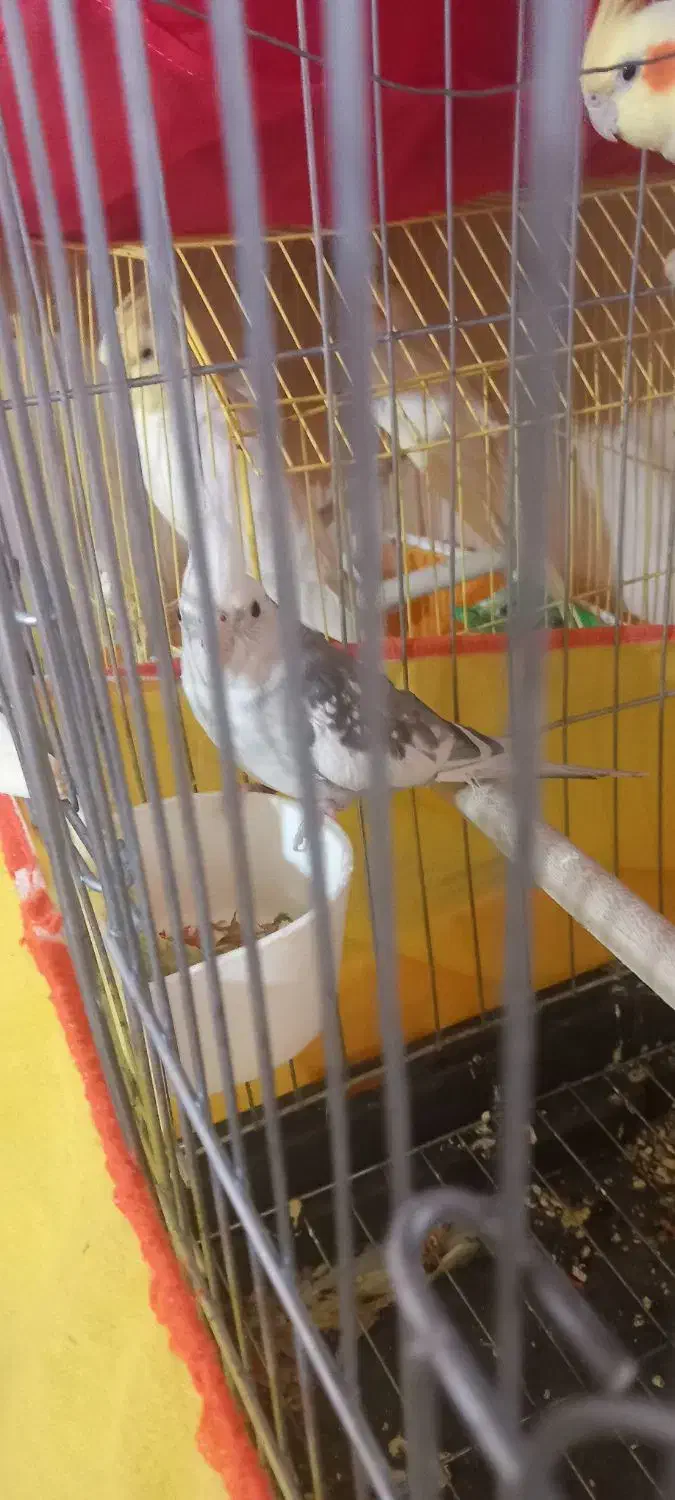 عروس هلندی|پرنده|کرمان, |دیوار