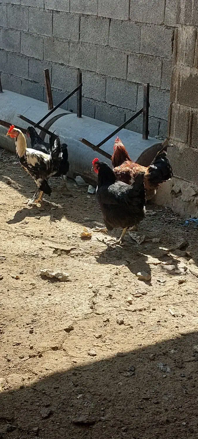 مرغ و خروس|حیوانات مزرعه|دوگنبدان, |دیوار