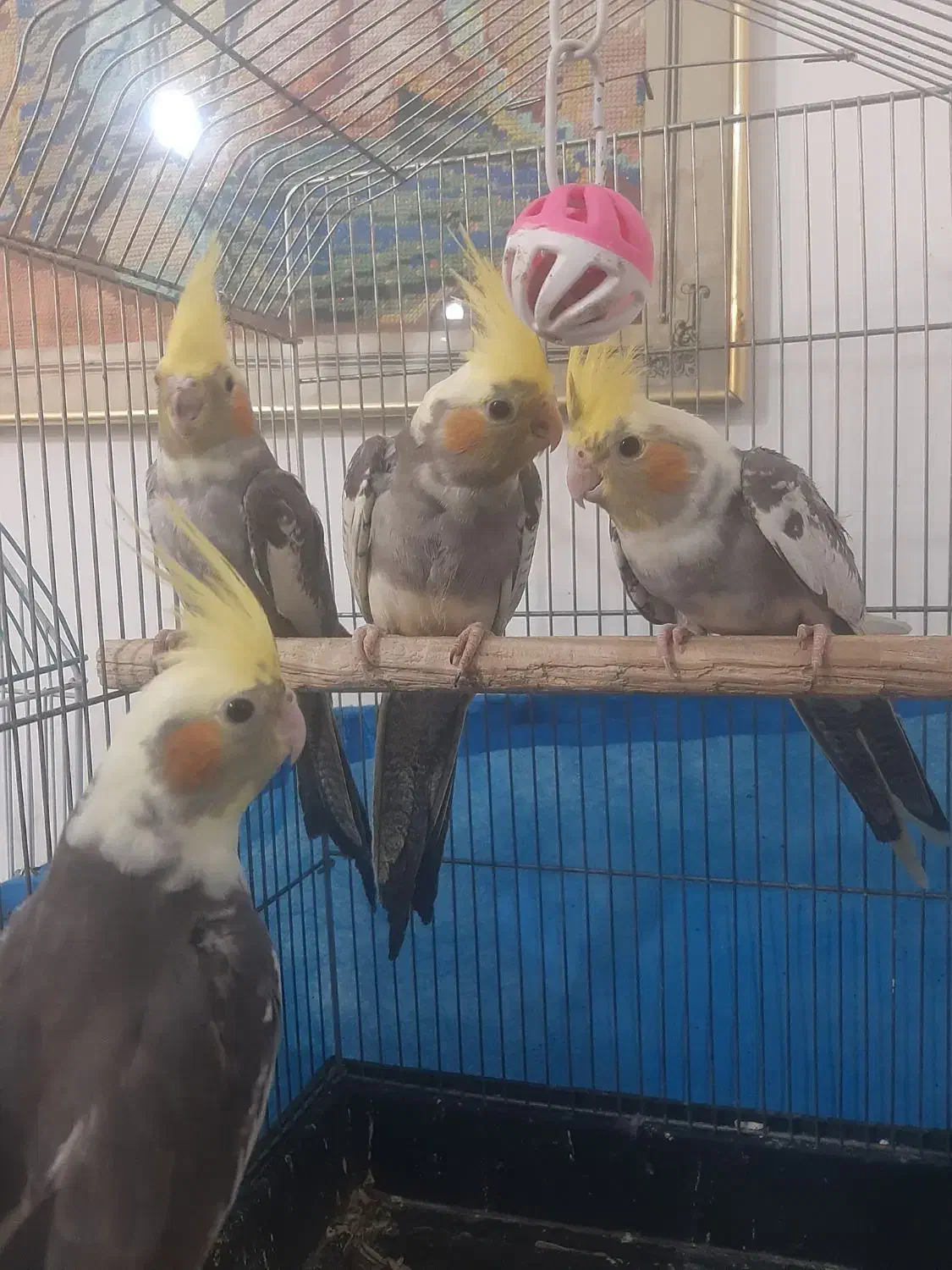 عروس هلندی ۲ ماهه|پرنده|فردیس, فردیس|دیوار