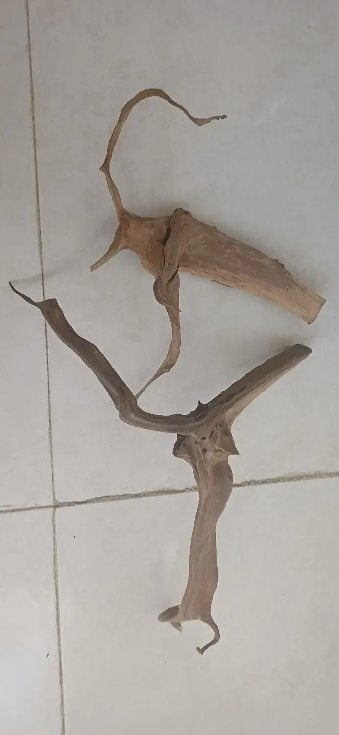 فروش چوب آبنوس برای آکواریوم|ماهی|بروجرد, |دیوار