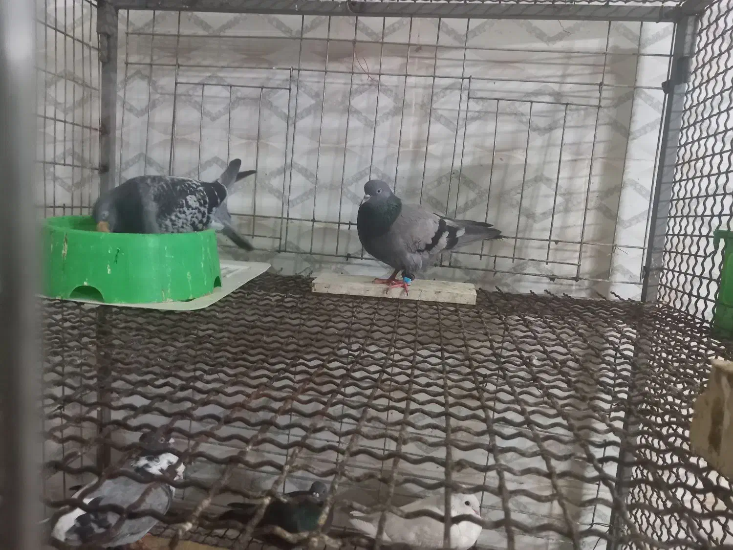 کبوتر|پرنده|اهواز, کمپلو جنوبی|دیوار