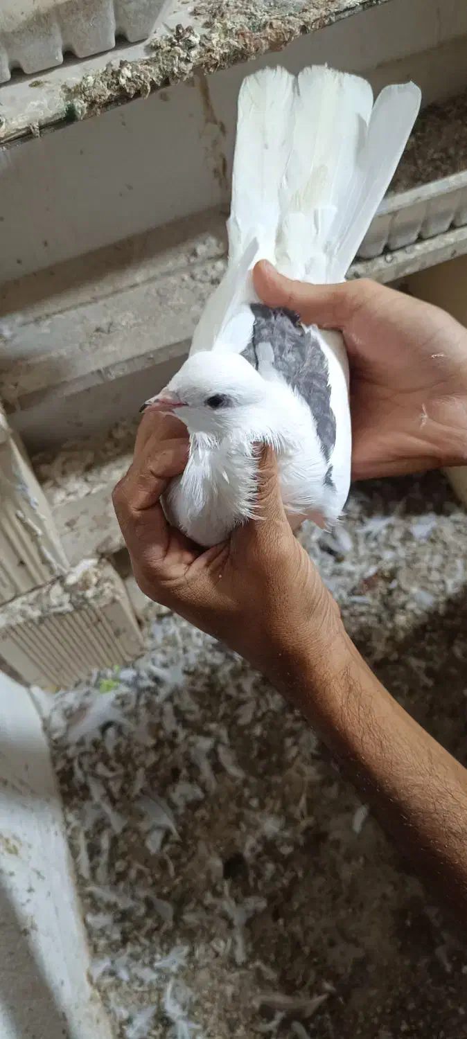 کبوتر|پرنده|بندرلنگه, |دیوار