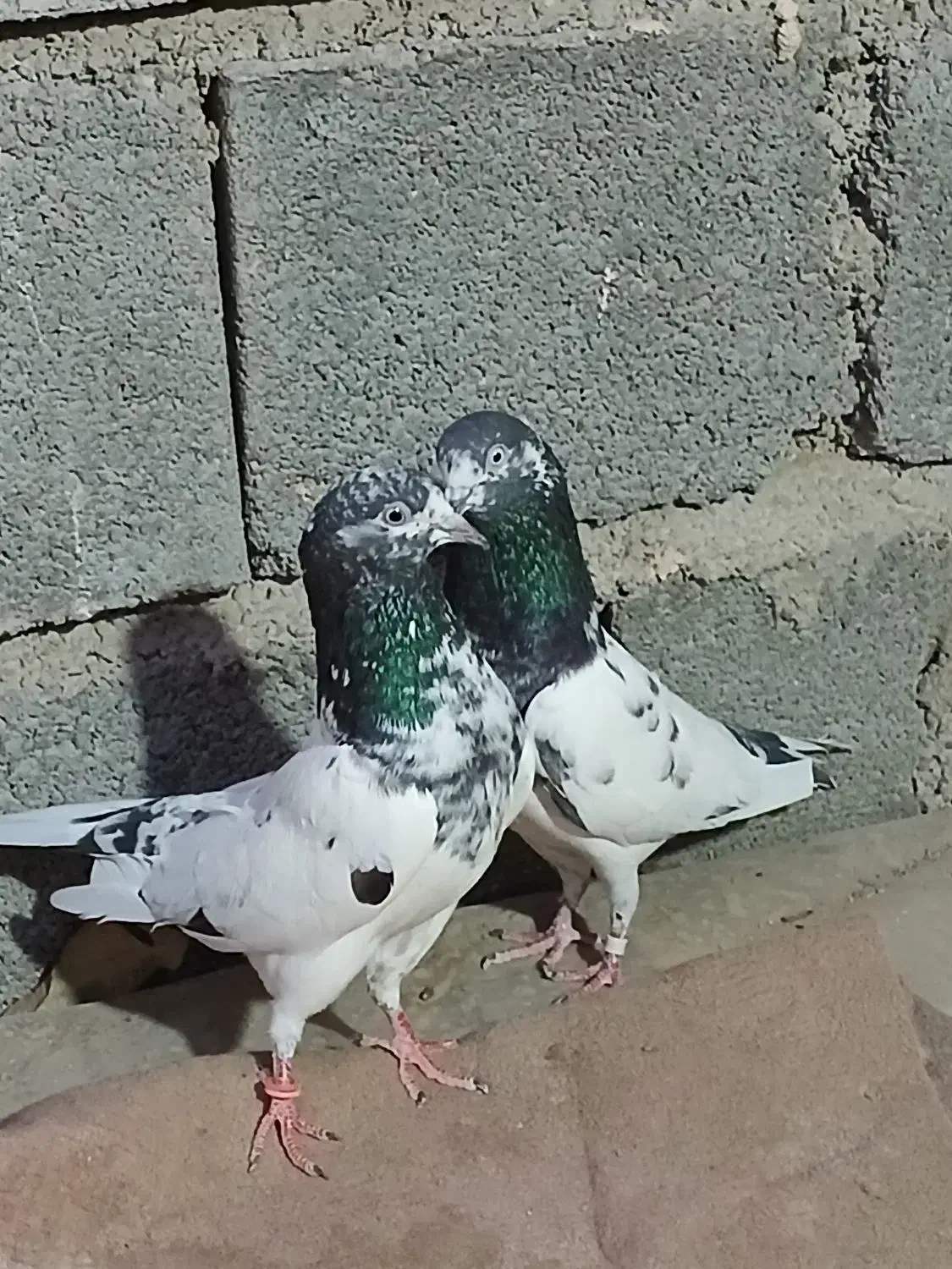 کفتر‌پاکستانی|پرنده|بندرعباس, |دیوار