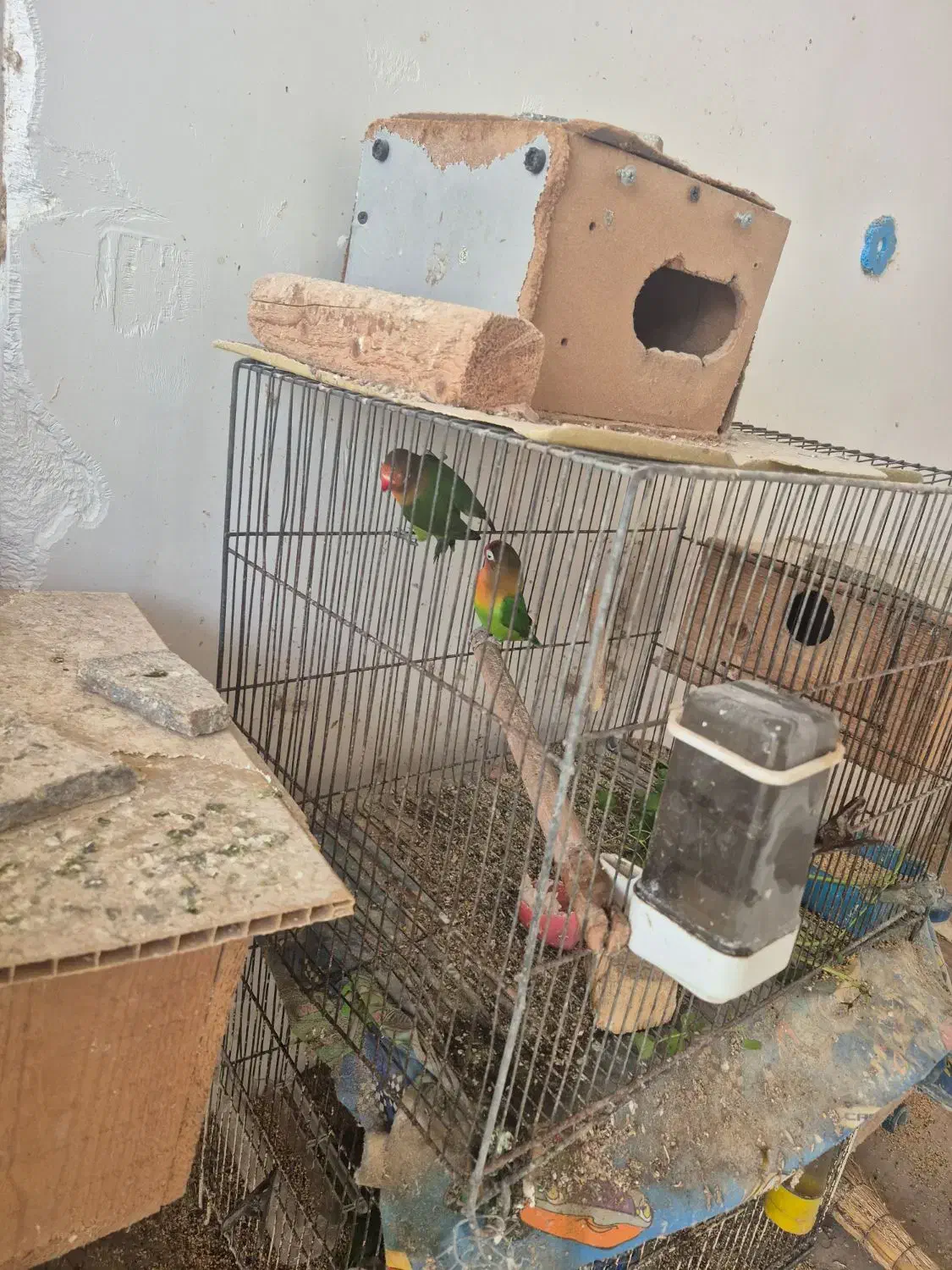 جفت طوطی کوتوله بریزلی|پرنده|اطاقور, |دیوار