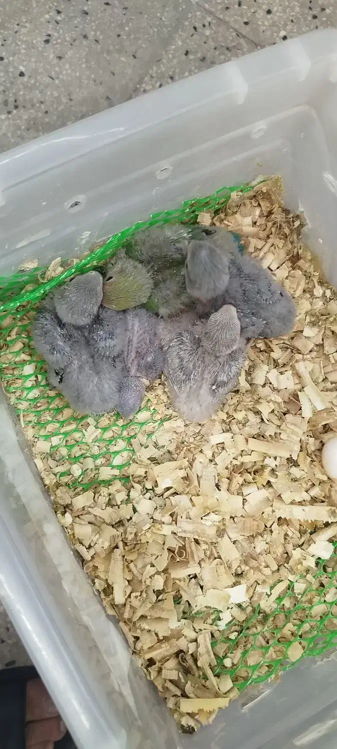 جوجه برزیلی همه رنگ.گرینچیک راهب خورشیدی|پرنده|پاکدشت, پاکدشت (مامازند)|دیوار