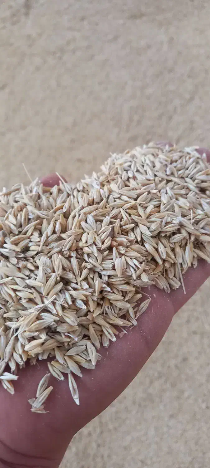 جو فروش|حیوانات مزرعه|اهواز, سپیدار|دیوار