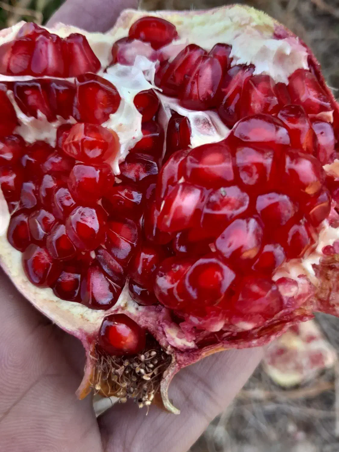 انار اشکفتو 20 تن درجه یک .بیست تن توری|عمده‌فروشی|حاجی آباد, |دیوار