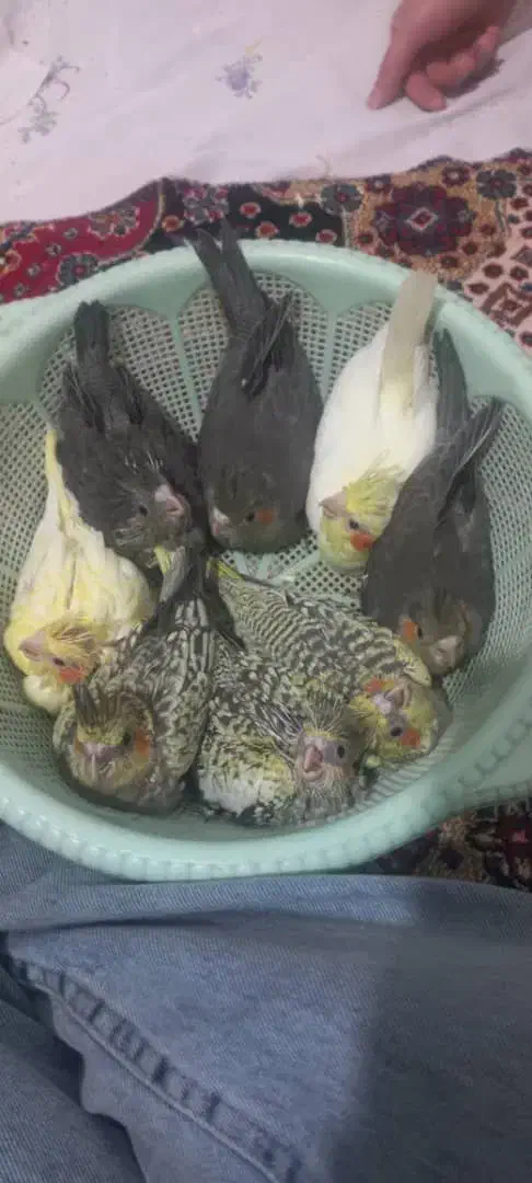 جوجه عروس سرلاکی سر همی|پرنده|فیروزآباد (فارس), |دیوار