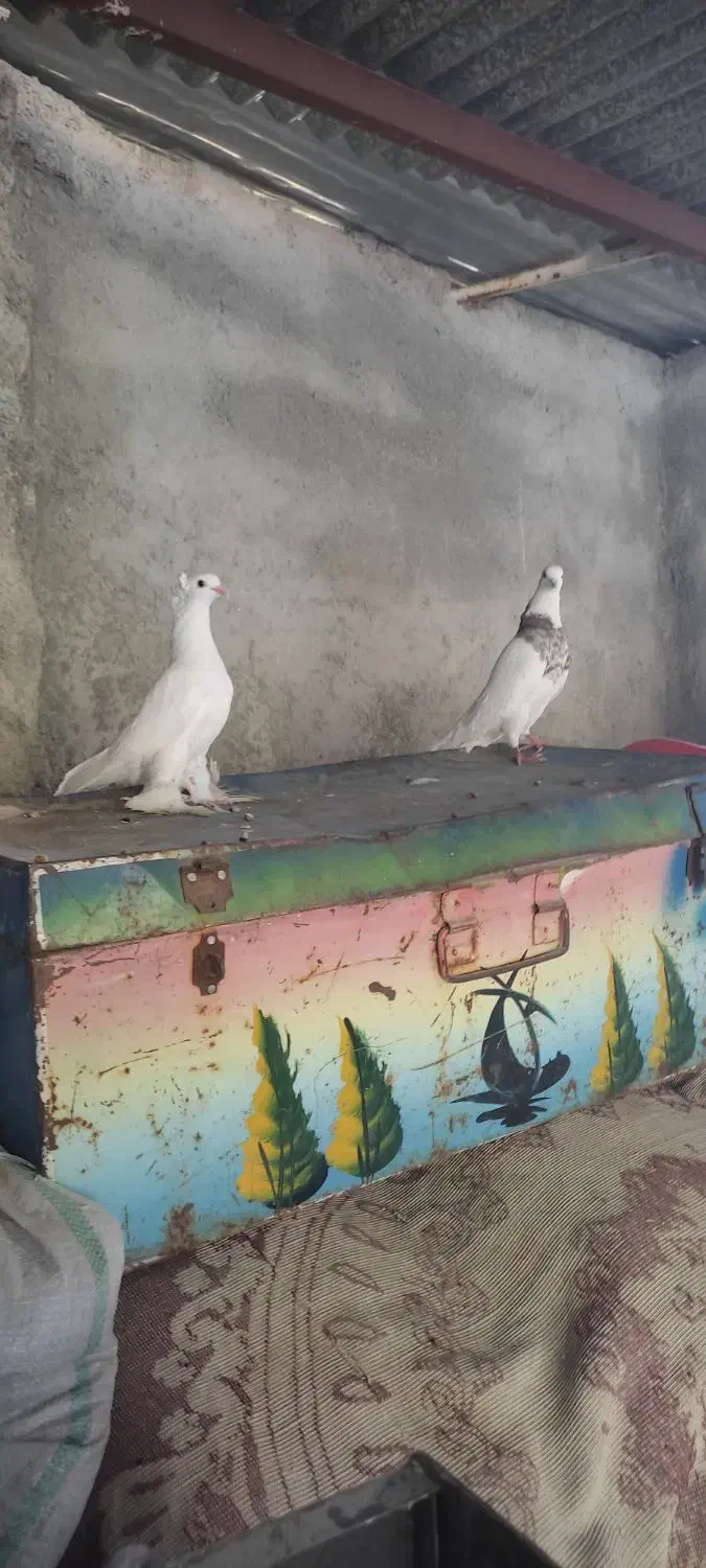 طوقی سفید|پرنده|دهدشت, |دیوار