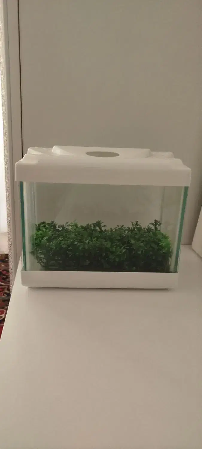 آکواریوم کوچک سفید|ماهی|سراب, |دیوار