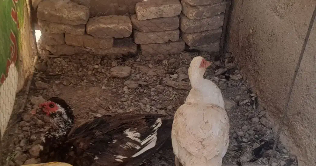 اردک خارجی|حیوانات مزرعه|گرمسار, |دیوار