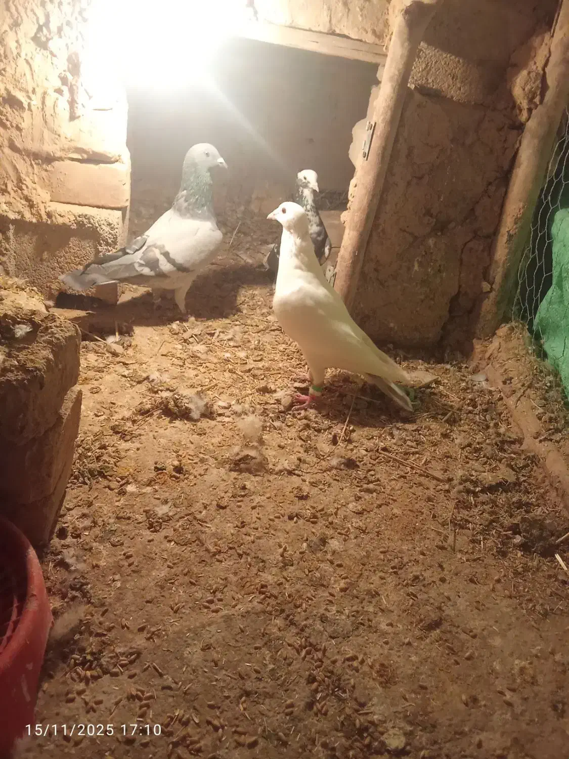 کبوتر جفتی و پرشی|پرنده|بجنورد, |دیوار