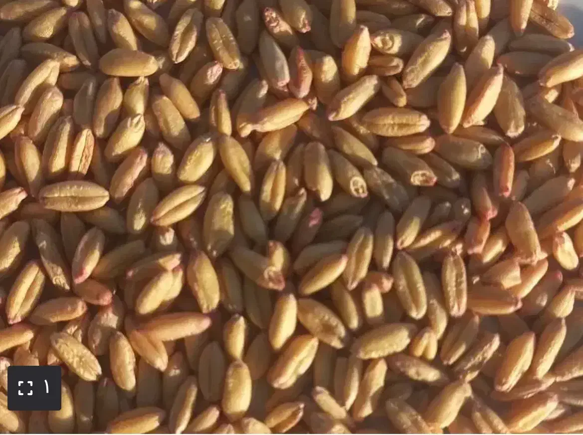 فروش یک تن گندم بذر رقم باران بوجاری شده|خدمات باغبانی و درختکاری|سنقر, |دیوار