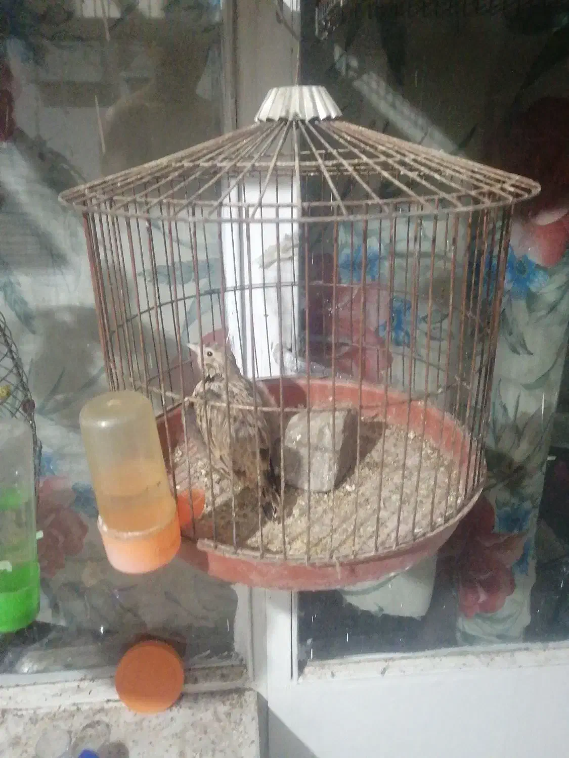 سهره|پرنده|خمینی‌شهر, |دیوار