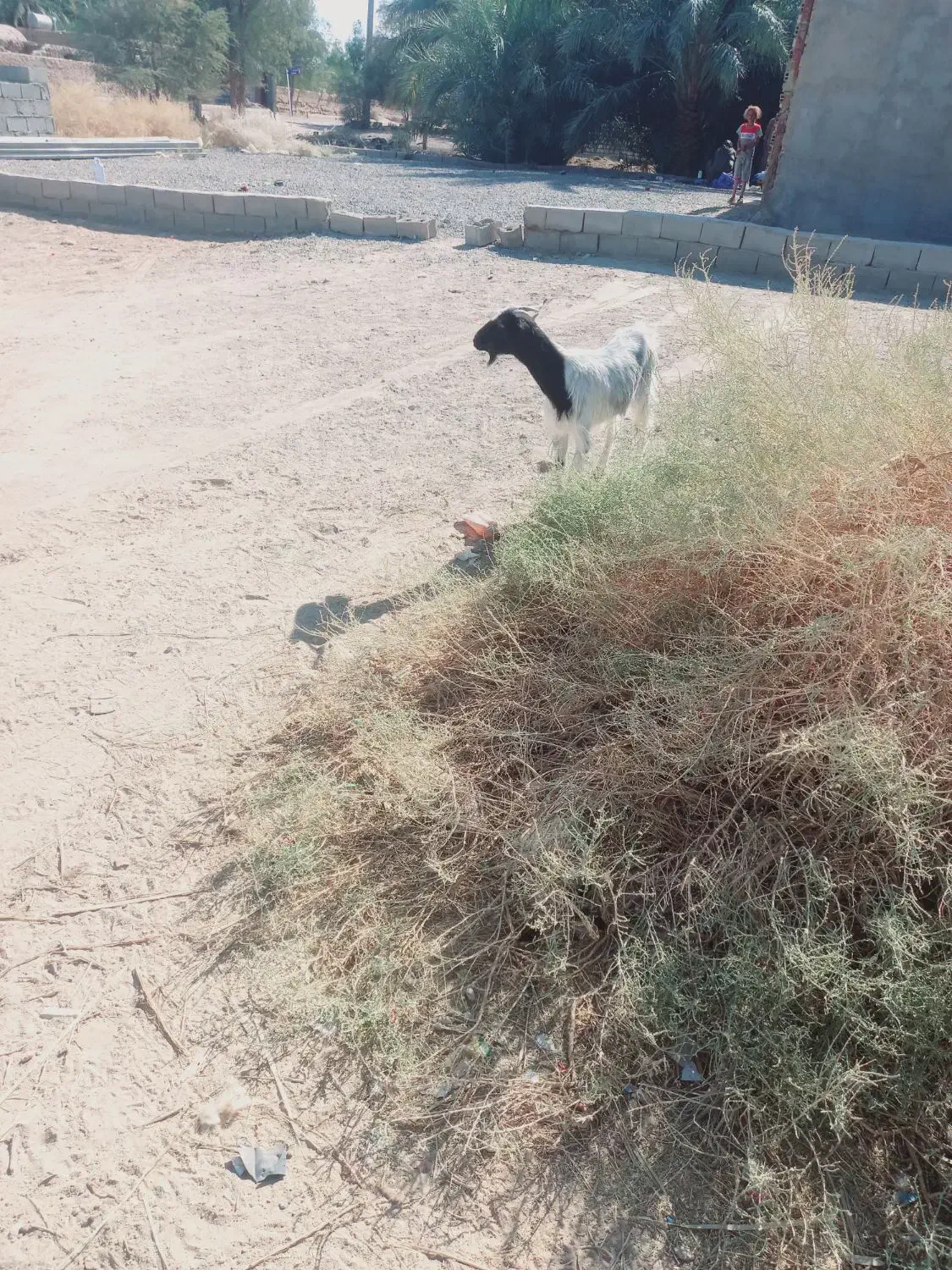 بز اوست فروشی ریگان|حیوانات مزرعه|بم, |دیوار