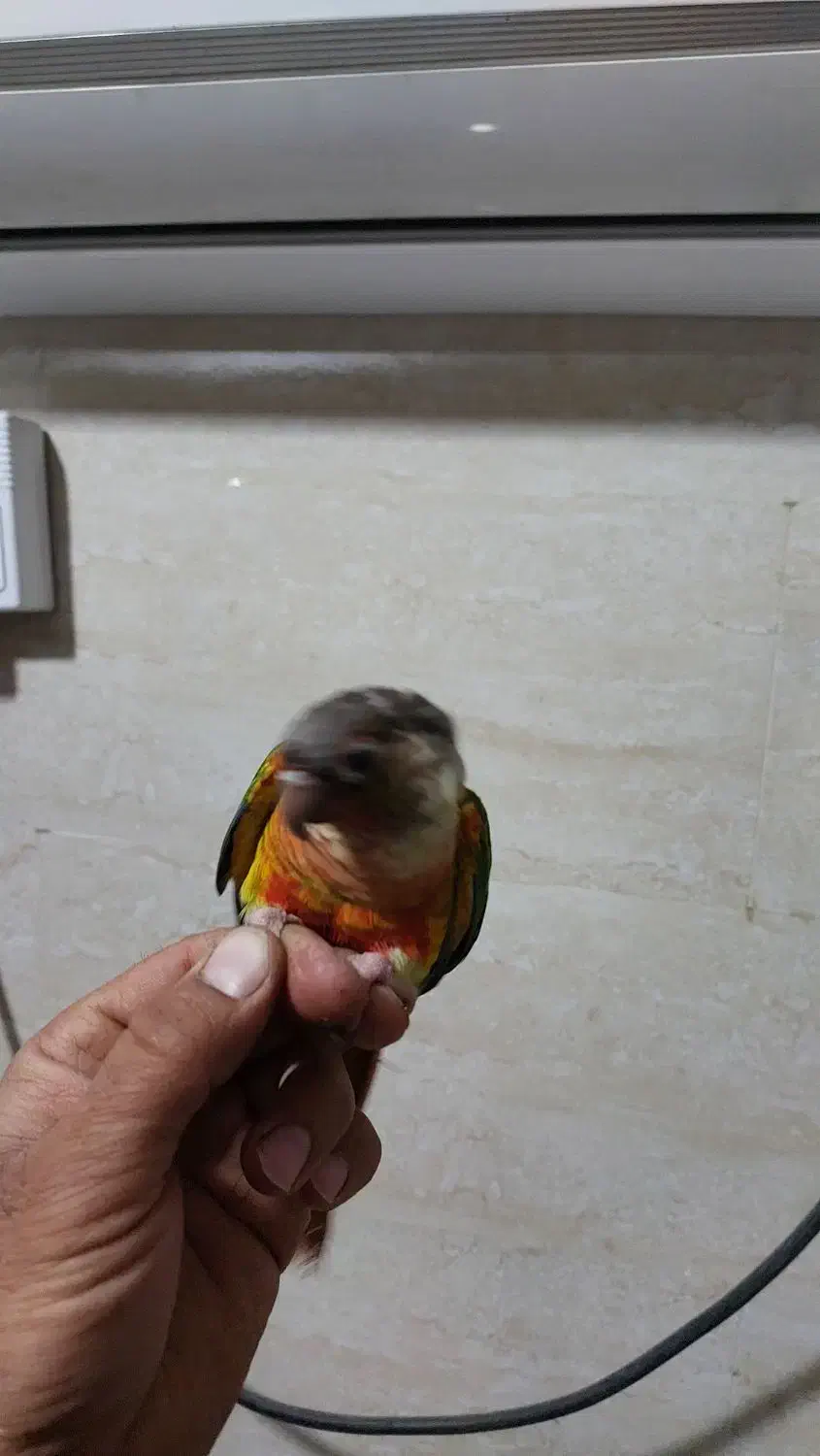 طوطی گرینچیک سینه سرخ|پرنده|مسجد سلیمان, |دیوار