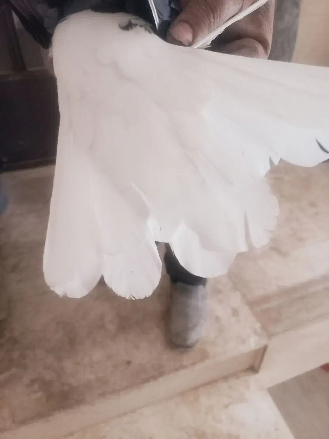 نر قارای تخت دم سفید|پرنده|نجفآباد, جعفرآباد|دیوار