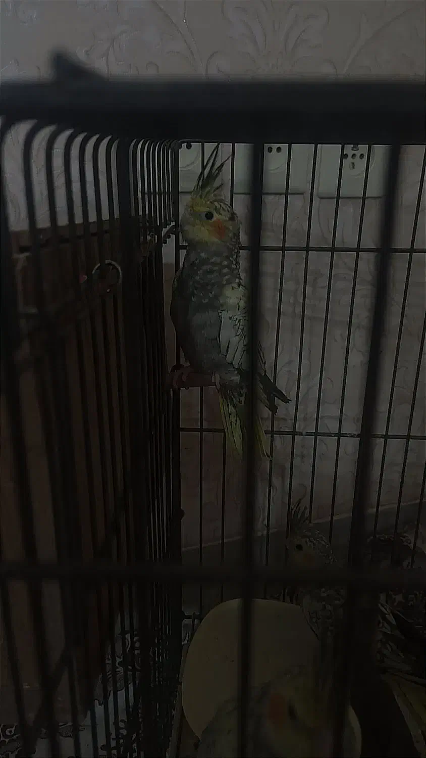 عروس هلندی جوان|پرنده|تهران, مسعودیه|دیوار