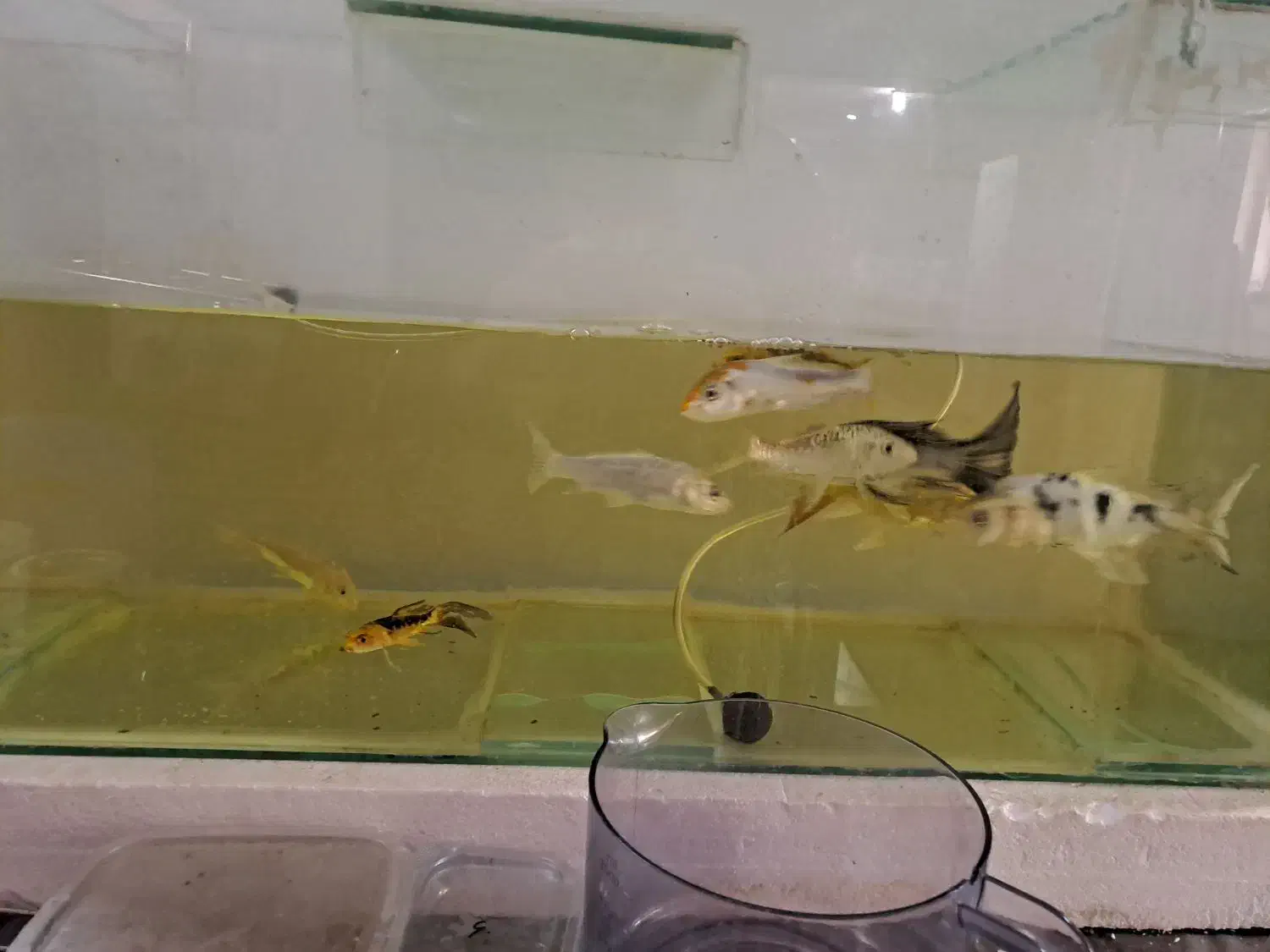 ماهی کوی|ماهی|شیراز, صاحب الزمان|دیوار