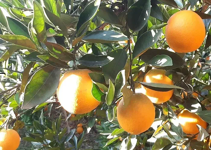 پرتغال درجه ۱|خوردنی و آشامیدنی|جویبار, |دیوار