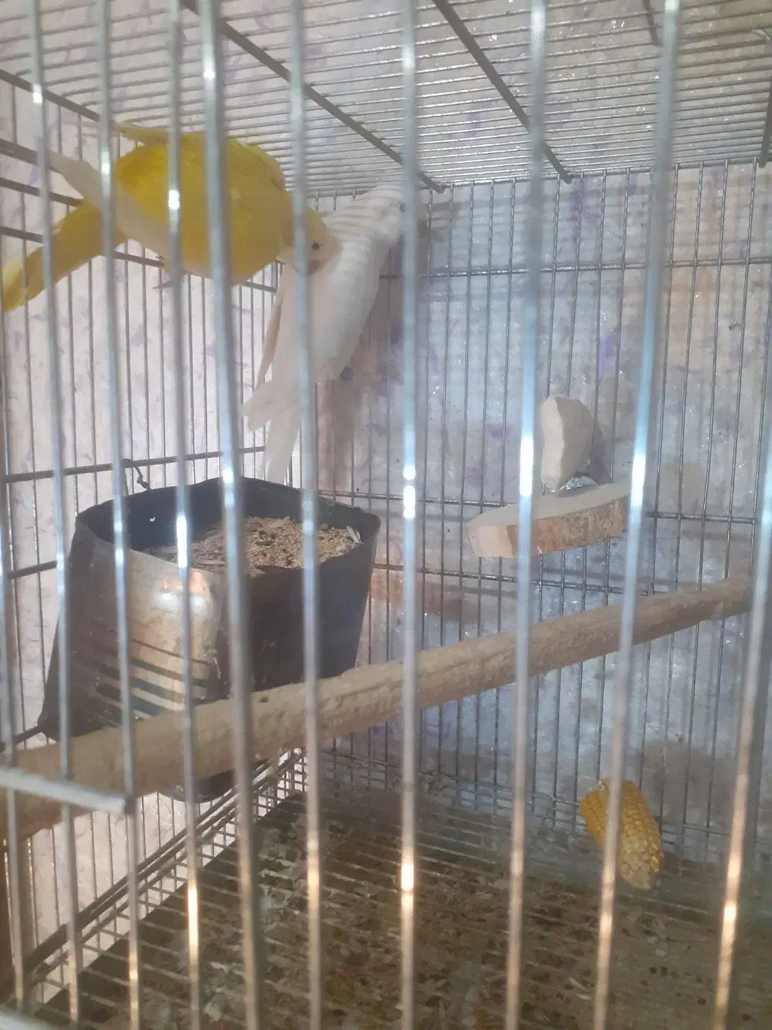 راهب مولد|پرنده|کرج, چمن|دیوار